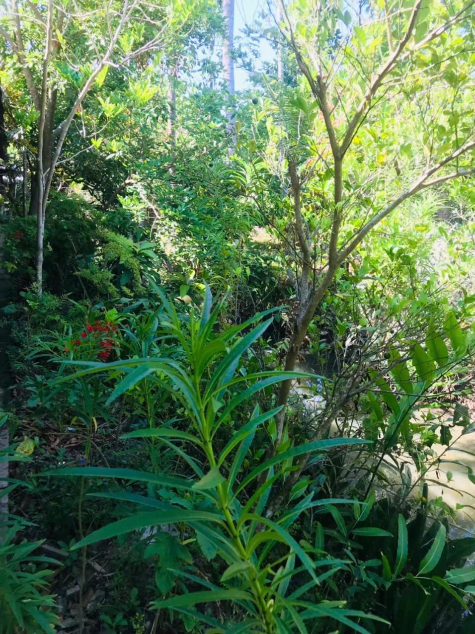 Ba Danh Homestay & Kitchen - Ben Tre Mekong 외부 사진